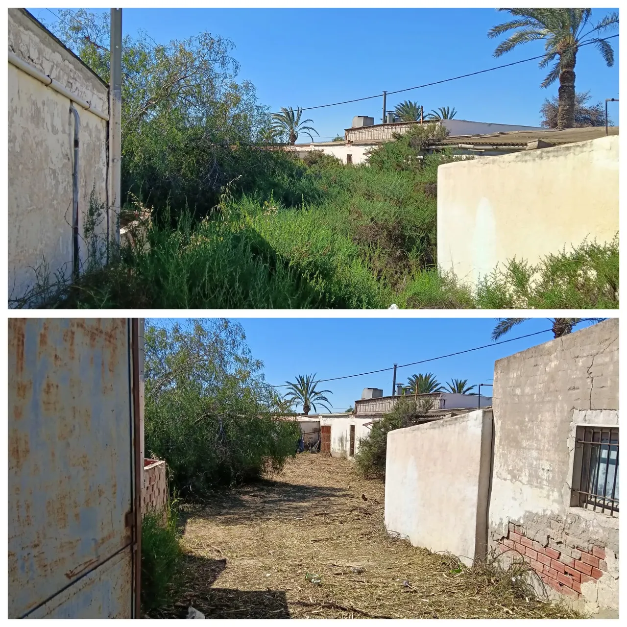 Antes y después de desbroce en Elche