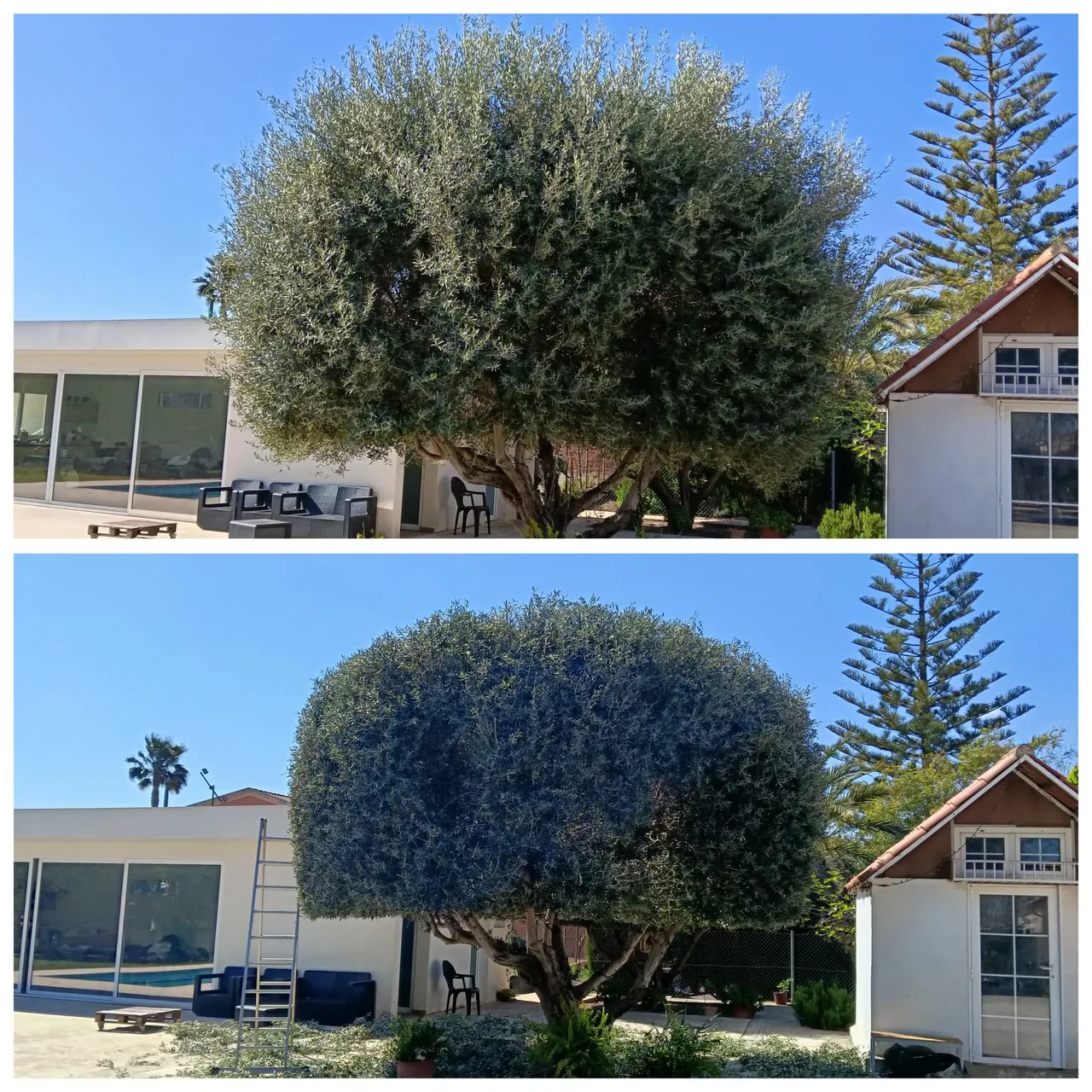 Antes y después de limpieza de parcela