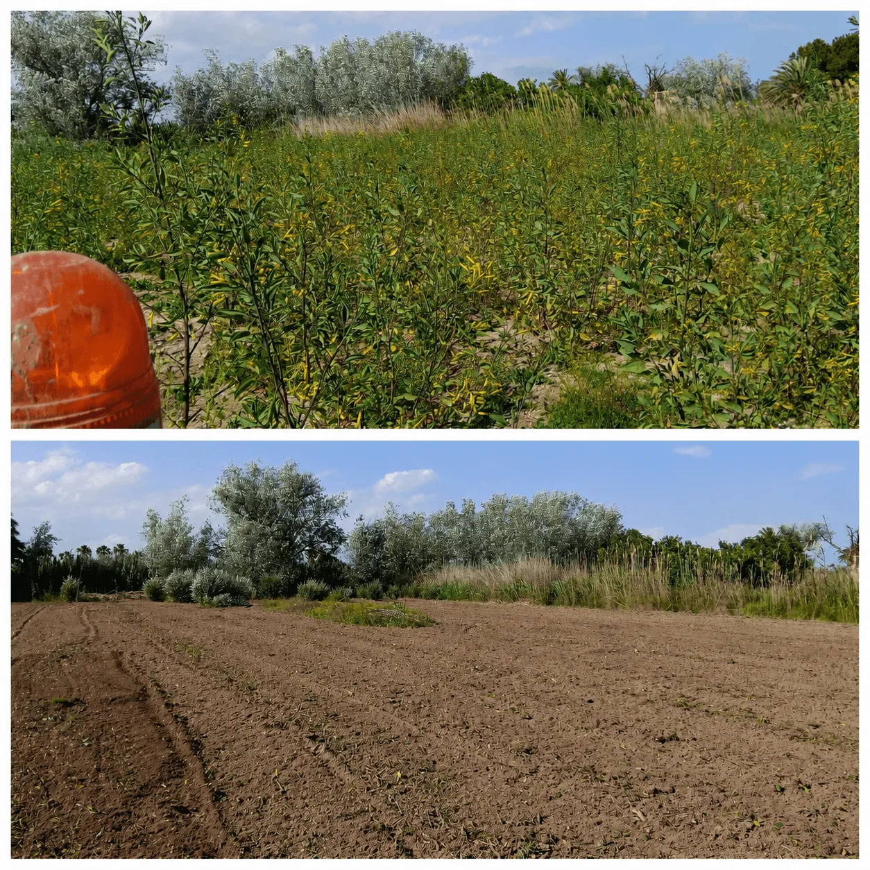 Antes y después de desbroce con tractor